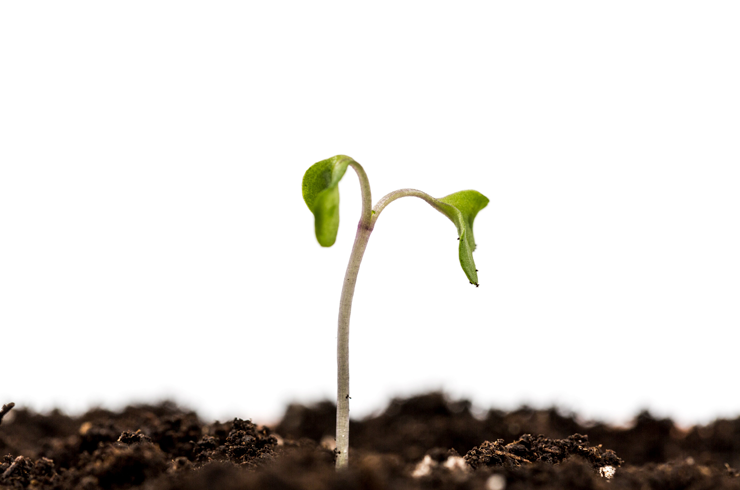 groeien welke skills nodig